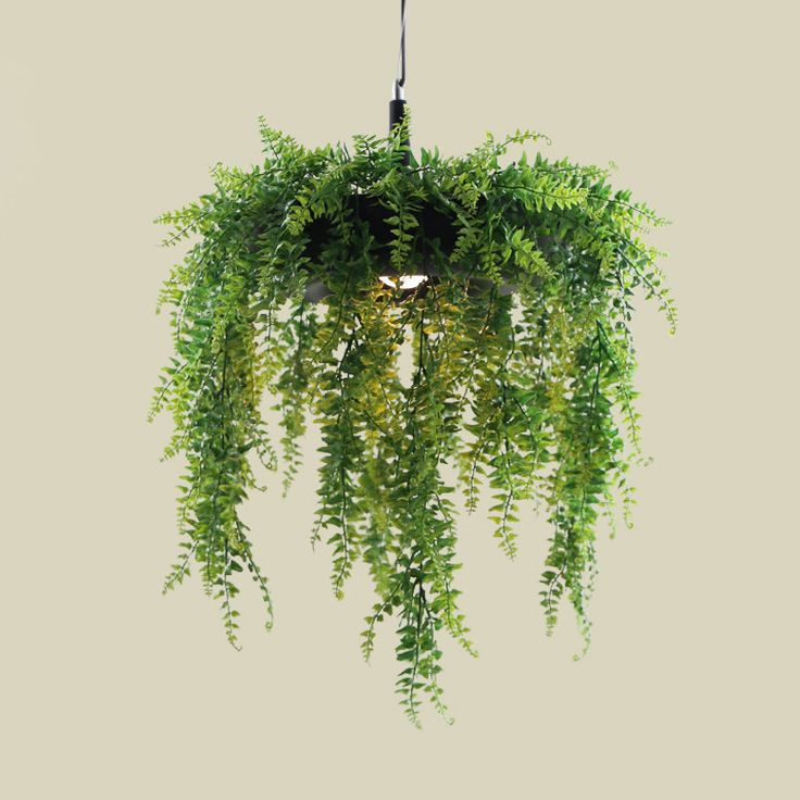 Hanging Plant