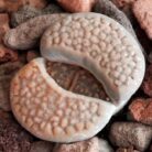 lithops2