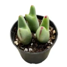 Conophytum-bilobum-1