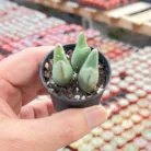 Conophytum-bilobum-2