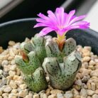 Conophytum_Turrigerum