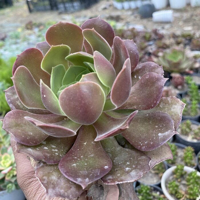Aeonium Black Rose