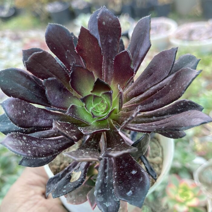 Aeonium Black