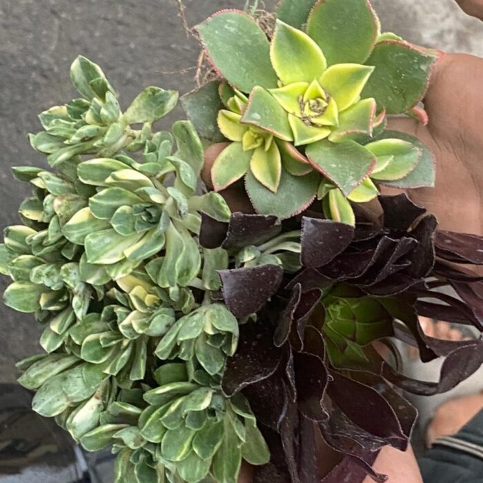 Aeonium Combo of 3