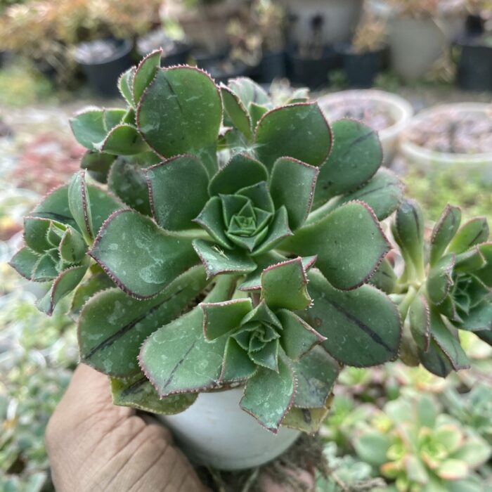 Aeonium Kiwi Green