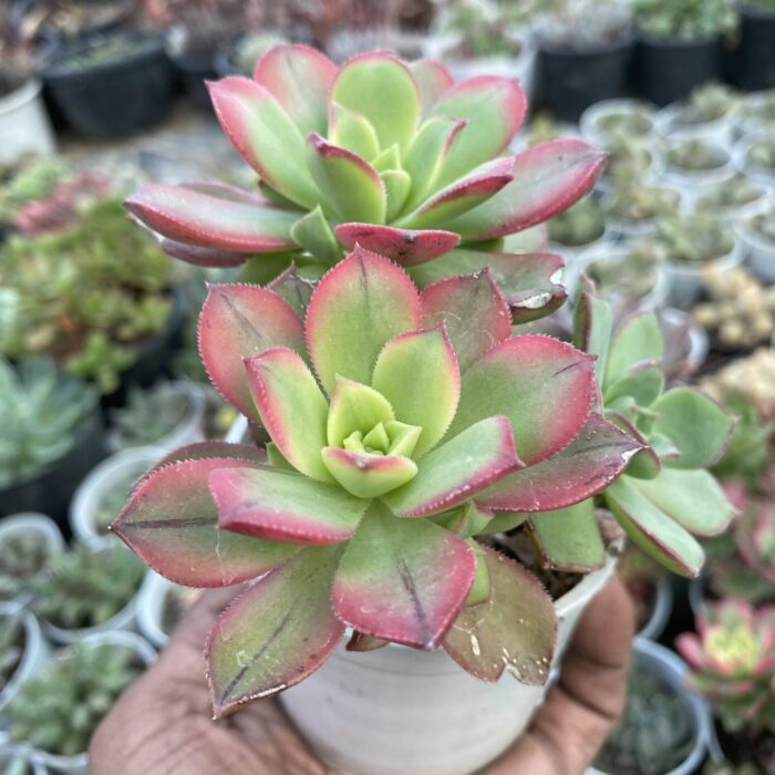 Aeonium Kiwi Varigated