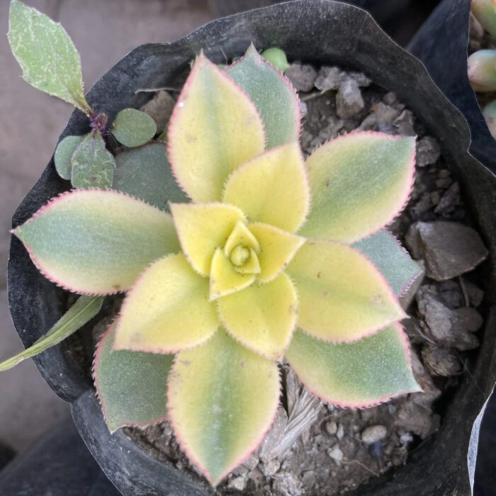 Aeonium Kiwi Yellow