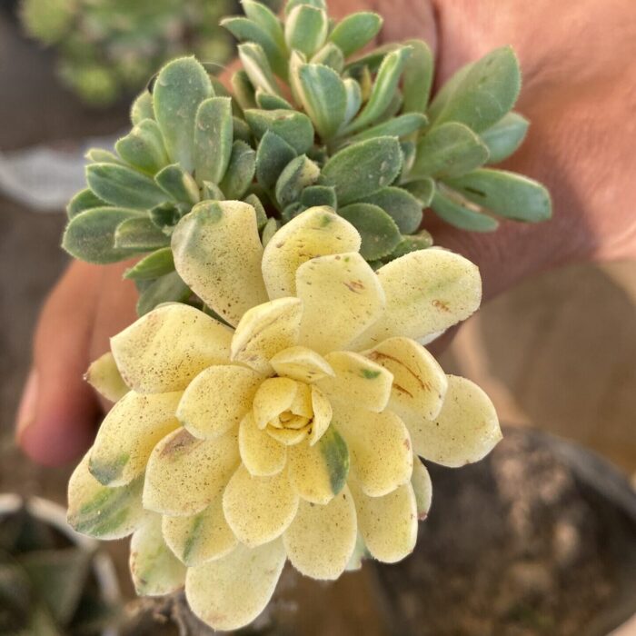 Aeonium Suncap