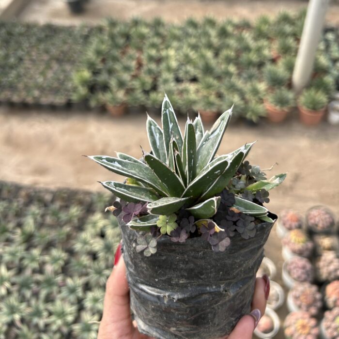 Agave Queen Victoria
