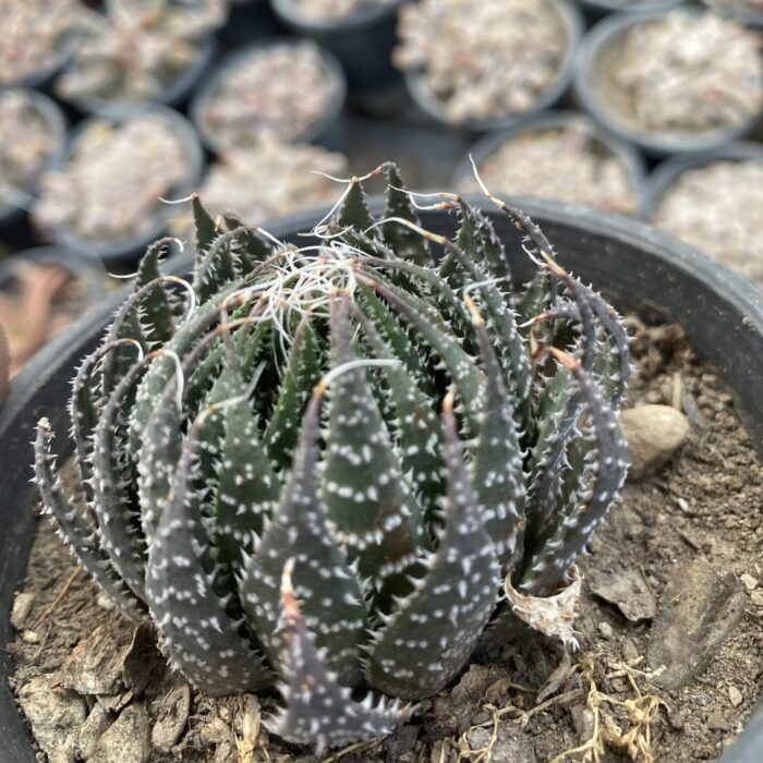 Aloe Aristata