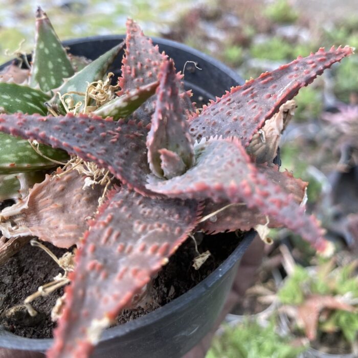 Aloe Christmas Carol