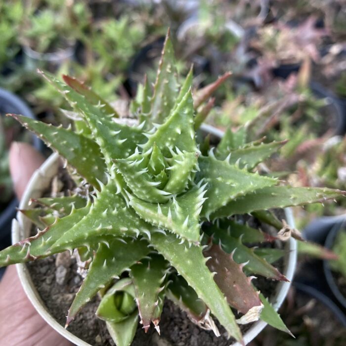 Aloe Tiger Tooth
