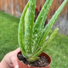 Aloe Veera (Indian herb)_1