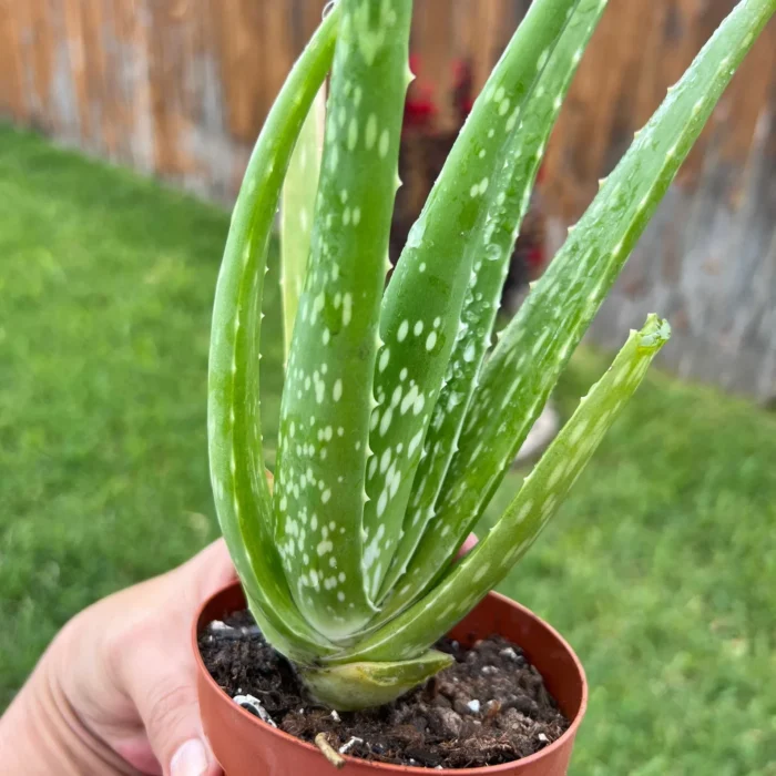 Aloe Veera (Indian herb)_1
