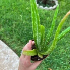 Aloe Veera (Indian herb)_2