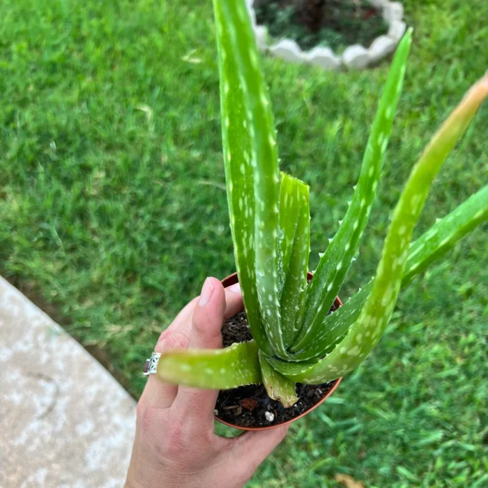 Aloe Veera (Indian herb)_2