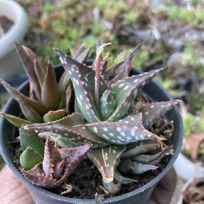 Aloe type A