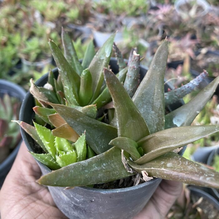 Aloe type B