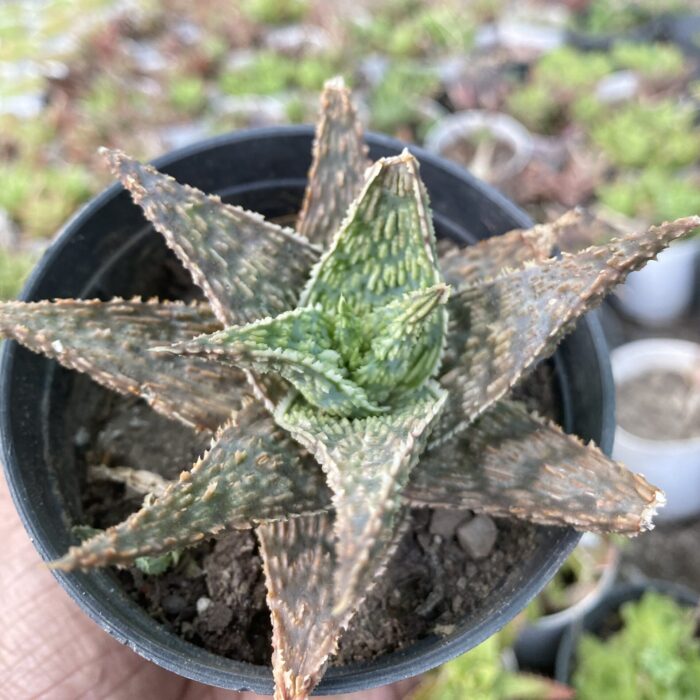 Aloe type C