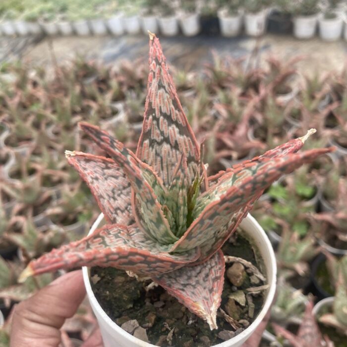 Aloe type E