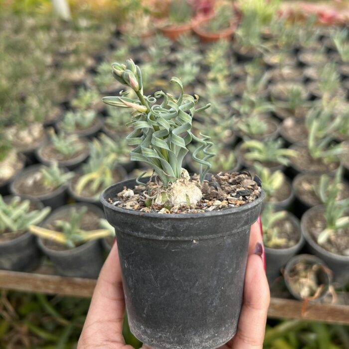 Asparagus Albuca