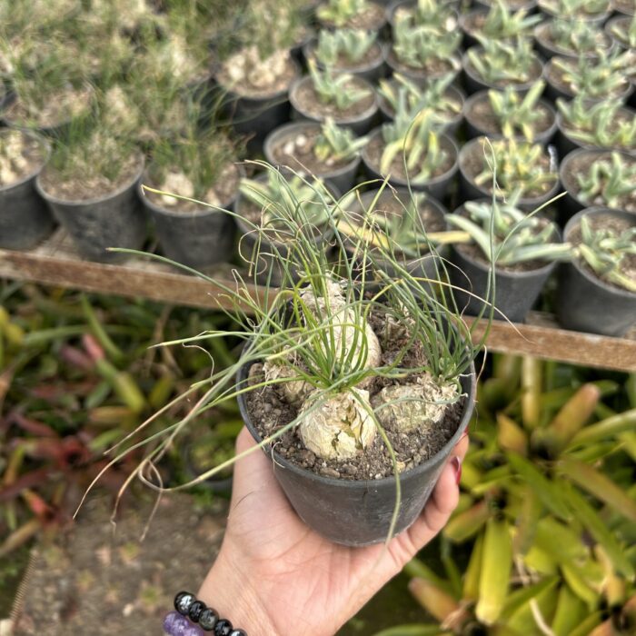 Asparagus Calibanus