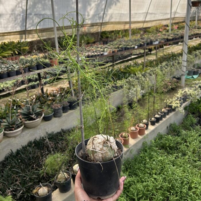 Asparagus Climbing Onion