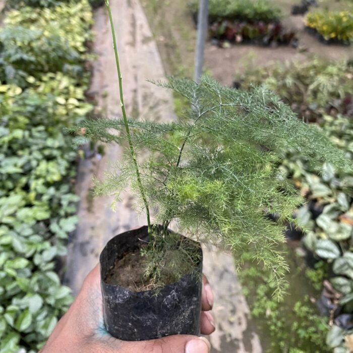 Asparagus Setaceus
