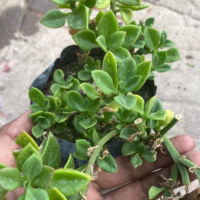Baby Sunrose Green
