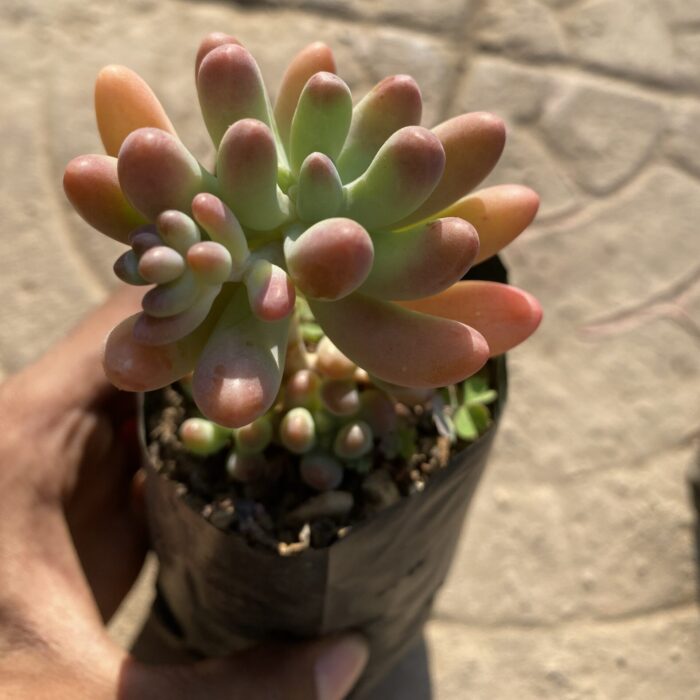 Banana Sedum
