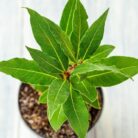 Bay Leaf (Indian Tej Patta)_1