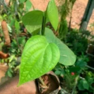 Black Pepper (Indian Kali Mirch)_1