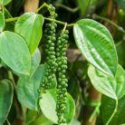 Black Pepper (Indian Kali Mirch)_2