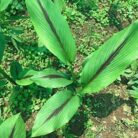 Black Turmeric (Indian Kali Haldi)_1