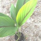 Black Turmeric (Indian Kali Haldi)_2