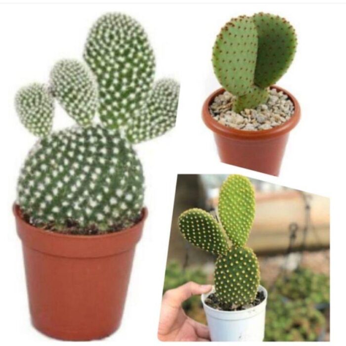 Bunny Cactus Combo of 3
