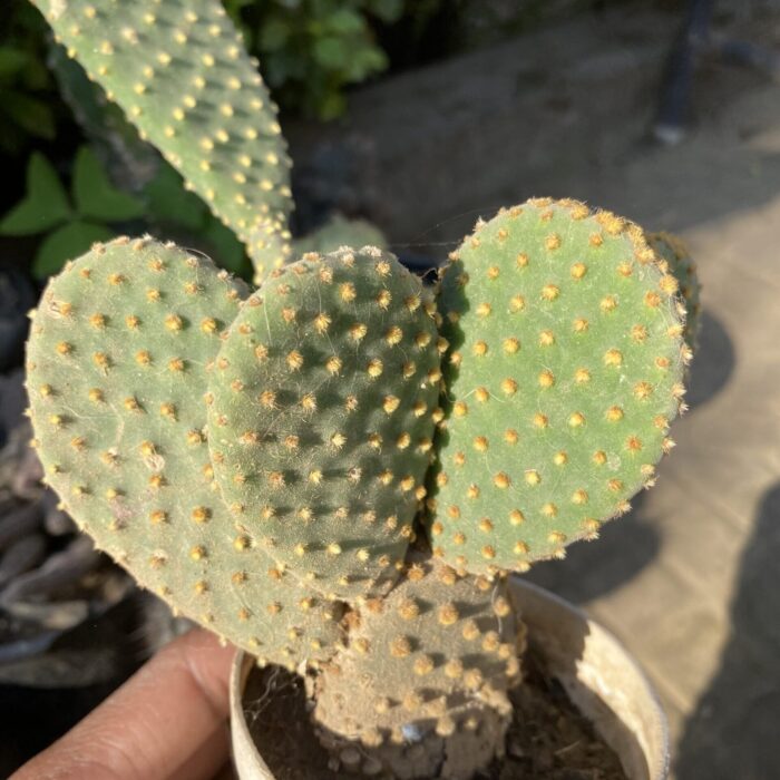 Bunny Ear Yellow