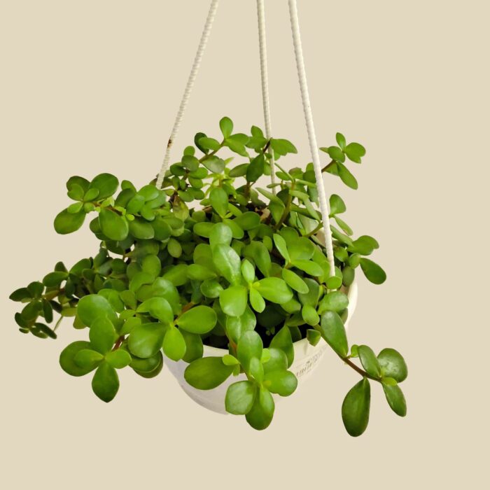 Button Jade Hanging