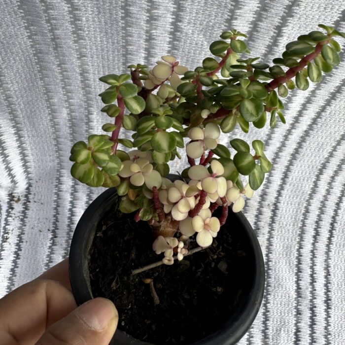 Button Jade Pink