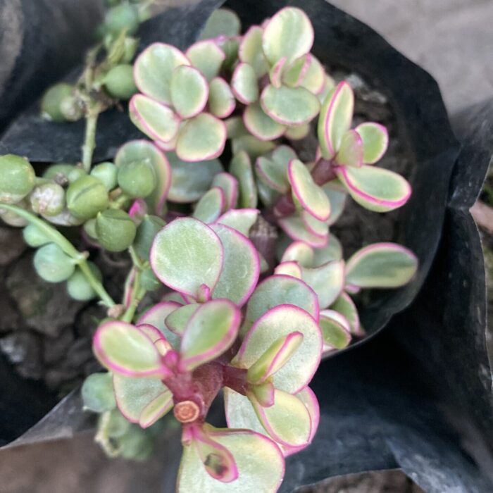 Button Jade Varigated