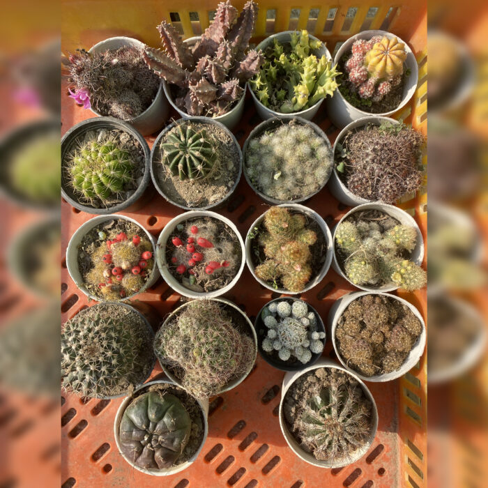 Cactus 18 Combo_1