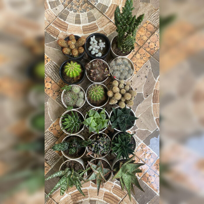 Cactus & Haworthia Combo of 18
