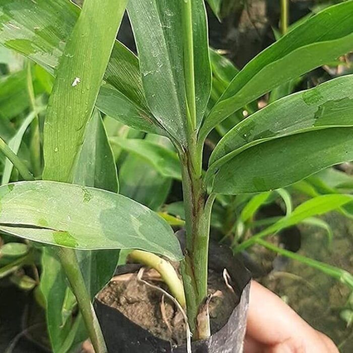 Cardamom (Indian Choti Elaichi)_1