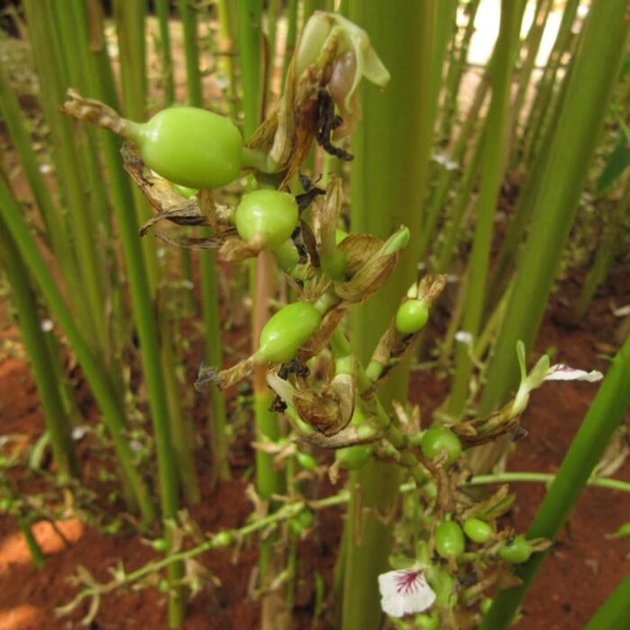 Cardamom (Indian Choti Elaichi)_2
