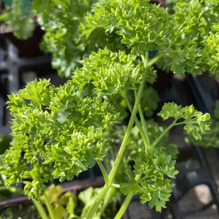 Celery