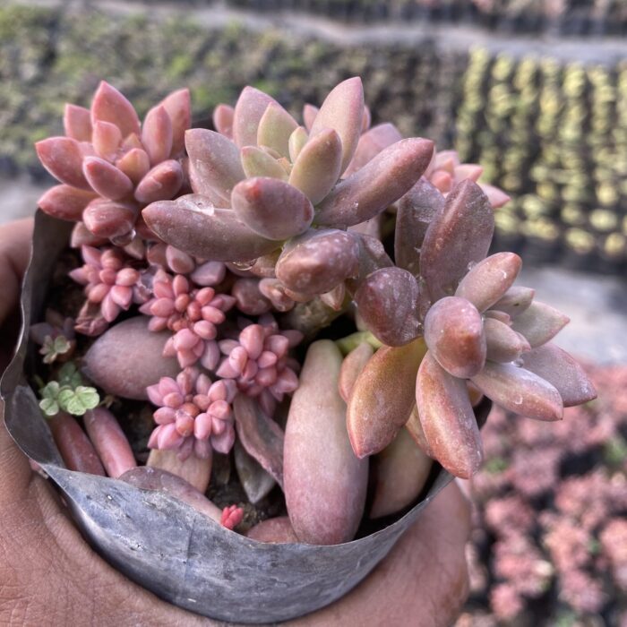 Chocolate Sedum
