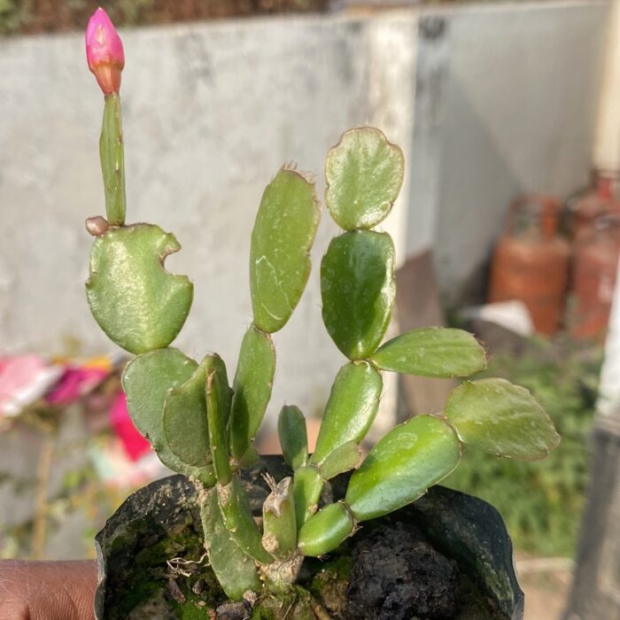 Christmas Cactus