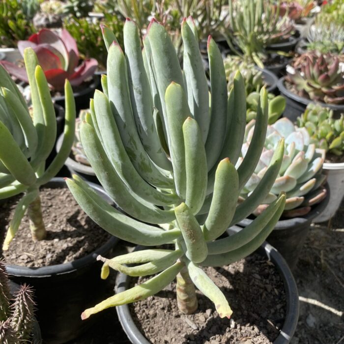 Cotyledon Orbiculata