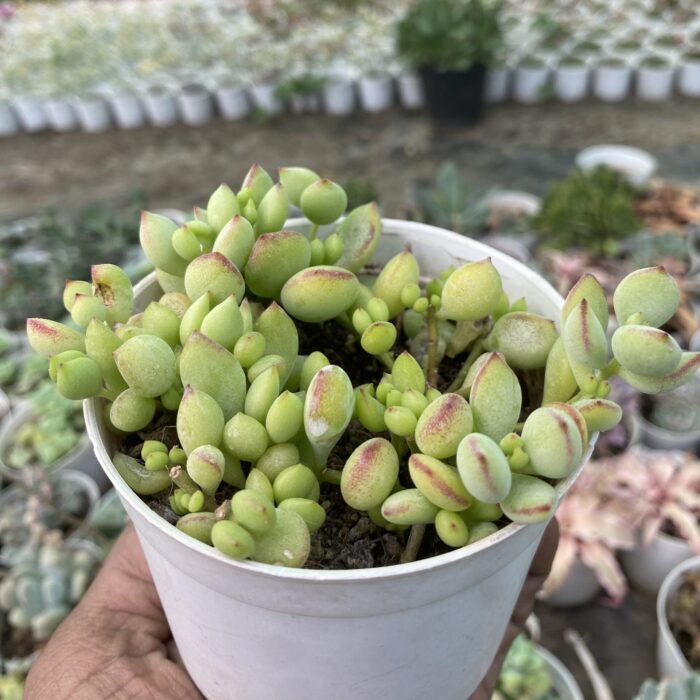 Cotyledon Pendens