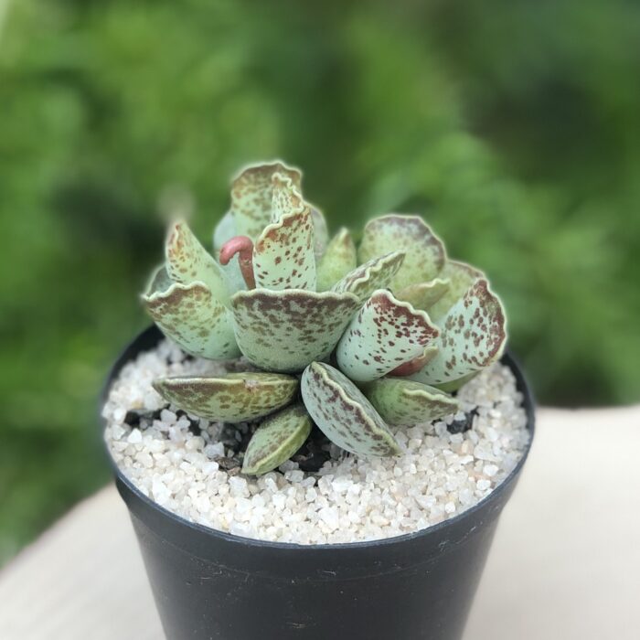 Crassula Adromischus Cooperi